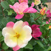 The Champion™ Sunblush Rose