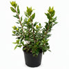 PJM Rhododendron