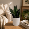 Sansevieria 'Black Dragon'
