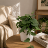 Pothos Cebu Blue