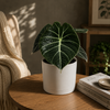 Alocasia Black Velvet