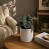 Alocasia Silver Dragon