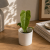 Anthurium Veitchii King