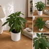 Money Tree