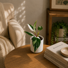 Philodendron White Princess