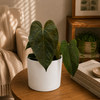 Anthurium Queen of Hearts