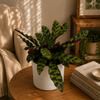 Calathea Lancifolia