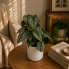 Philodendron Brandi