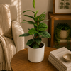 Monstera Peru