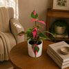 Alternanthera 'Party Time'