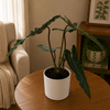 Philodendron Black Billietiae x Atabapoense