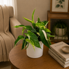 Epipremnum Pinnatum Albo Flame