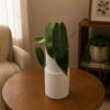 Philodendron Spiritus Sancti
