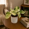Pothos Manjula