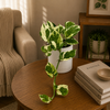 Pothos N'Joy