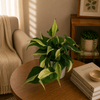 Philodendron Rio