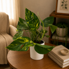 Epipremnum Pinnatum Yellow Flame