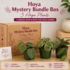 Hoya Mystery Bundle Box - 3 Hoya Plants