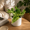 Pothos Marble Queen