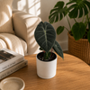 Alocasia 'Pink Dragon Morroco'
