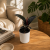Ficus Elastica Burgundy