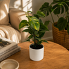 Hawaiian Pothos
