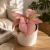 Syngonium Neon Pink