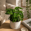 Monstera Adansonii (Swiss Cheese Plant)