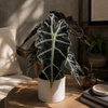 Alocasia Polly