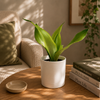 Sansevieria 'Moonshine'