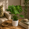 Monstera Deliciosa