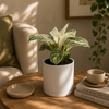 Philodendron Birkin
