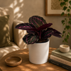 Calathea Dottie