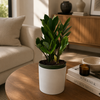 Zamioculcas (ZZ Plant)