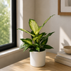 Dieffenbachia 'Camille'