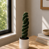 Spiralis Spiral Cactus