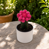 Grafted Cactus Gymnocalycium Mihanovichii (Moon Cactus)