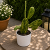 Variegated Opuntia Prickly Pear Cactus