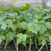 Chaya, Mexican Tree Spinach (Cnidoscolus aconitifolius)