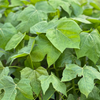 Chaya, Mexican Tree Spinach (Cnidoscolus aconitifolius)