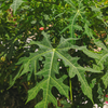 Chaya, Serrated (Cnidoscolus aconitifolius var. serratifolius)