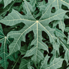 Chaya, Serrated (Cnidoscolus aconitifolius var. serratifolius)