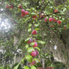 Chickasaw Plum (Prunus angustifolia)