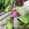 Chickasaw Plum (Prunus angustifolia)