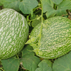 Chilacayote Squash (Cucurbita ficifolia)