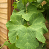 Chilacayote Squash (Cucurbita ficifolia)