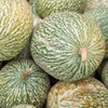 Chilacayote Squash (Cucurbita ficifolia)