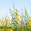 Chipilín (Crotalaria longirostrata)