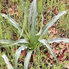 10 WAVY LEAFED SOAP PLANT California Soaproot Amole Lily Chlorogalum Pomeridianum Laothoe White Purple Striped Flower Native Herb Seeds