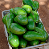 Avocado 'Choquette' (Persia americana)